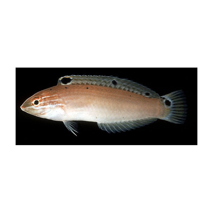 Halichoeres Trispilus - imagine 3